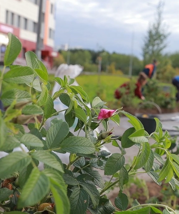 photo
