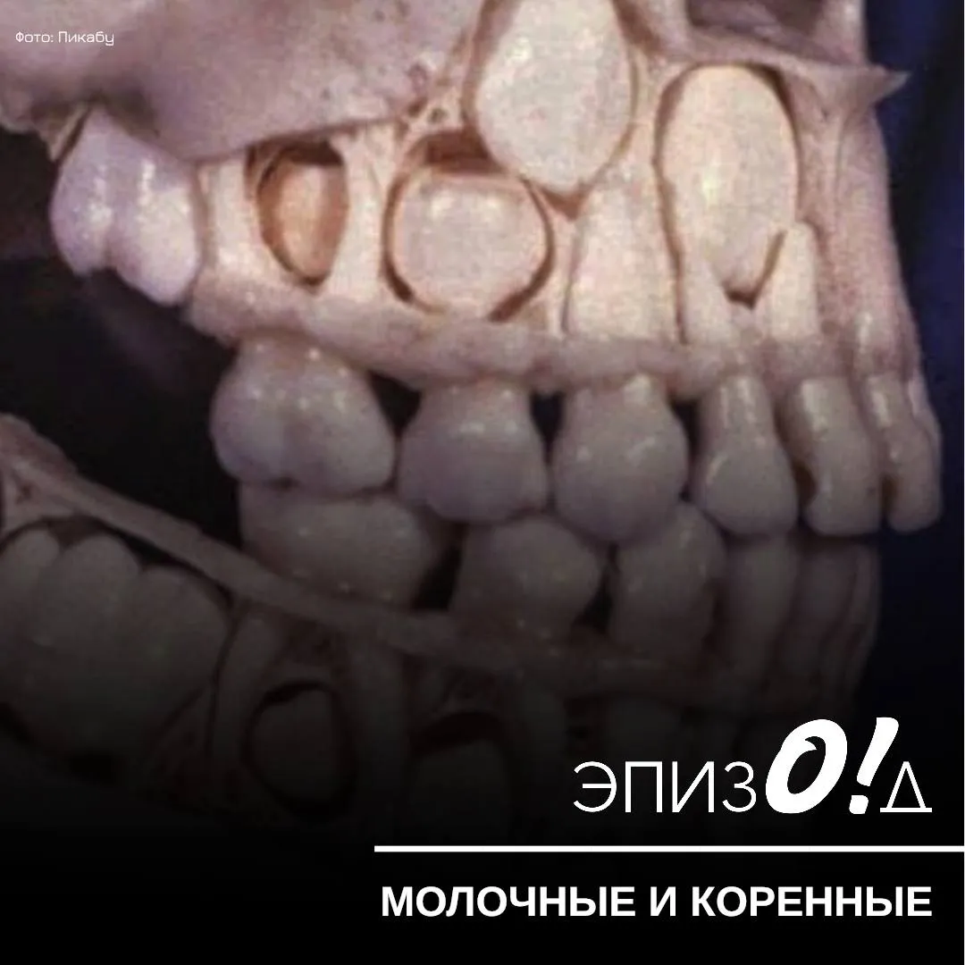 Где находятся коренные зубы до того, как вырасти
