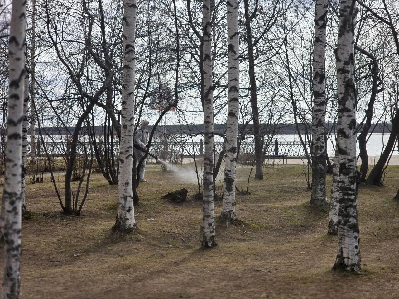 Сургут вошел в число городов Югры с самыми активными клещами