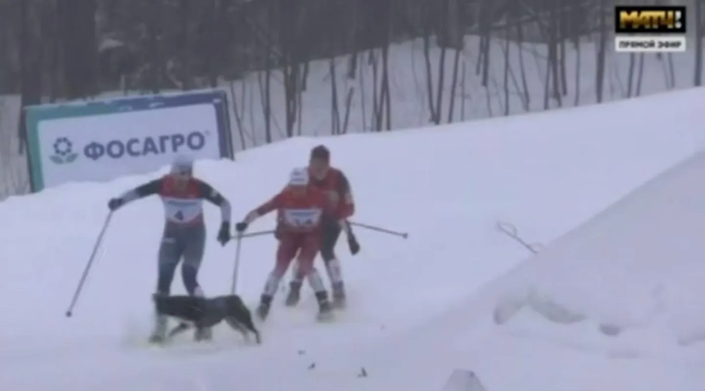Медаль ушла собаке: лыжница из Югры попала в больницу из-за пса на трассе