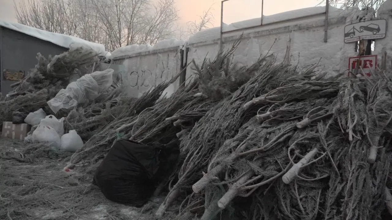 Сургутяне активно несут елки на переработку