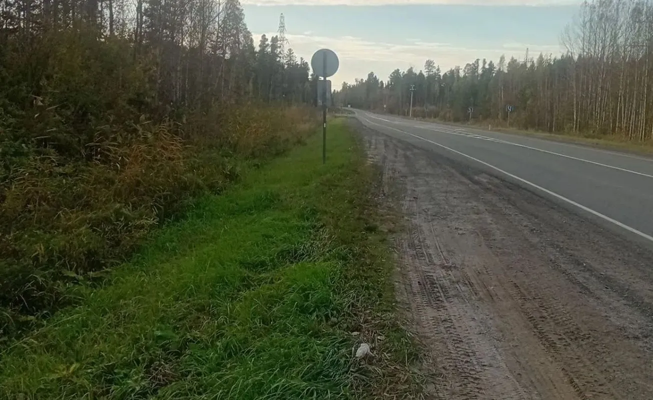 Медведица трое суток не отходила от погибшего медвежонка на трассе в ХМАО