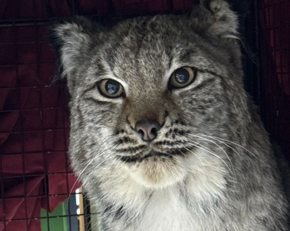 Пойманную в Мегионе рысь отправили на реабилитацию 