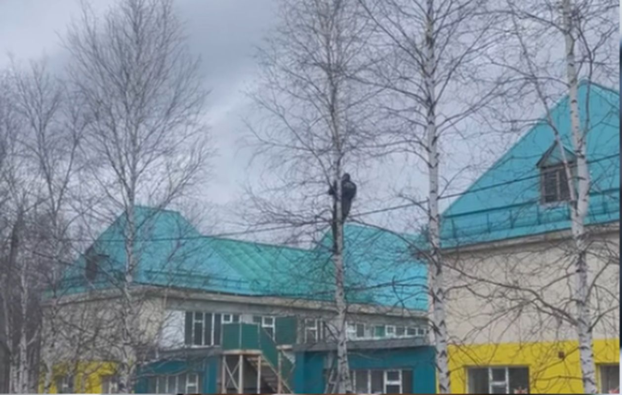 В Мегионе спасатели сняли кошку с высокой березы