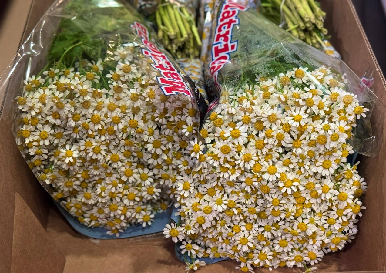 К 8 Марта на Урал доставили по три миллиона роз и тюльпанов