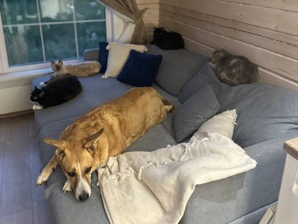 В Госдуме предложили ограничить количество домашних животных на площадь жилья