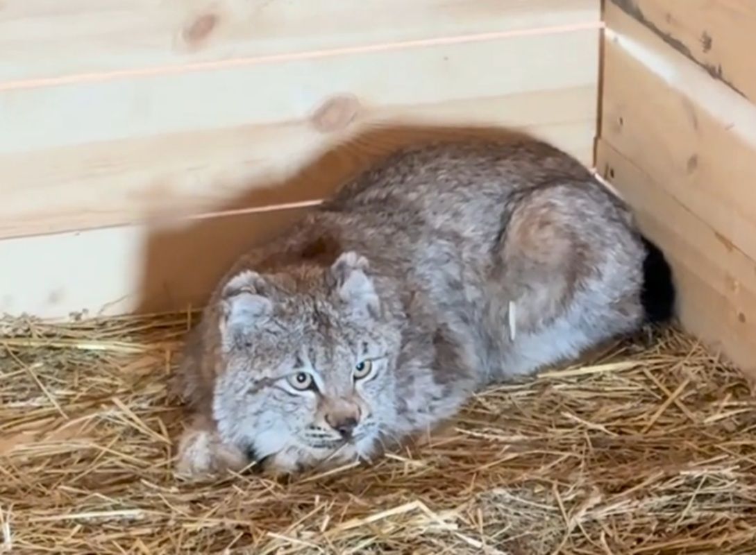 Для спасенного в Югре рысенка выбирают имя
