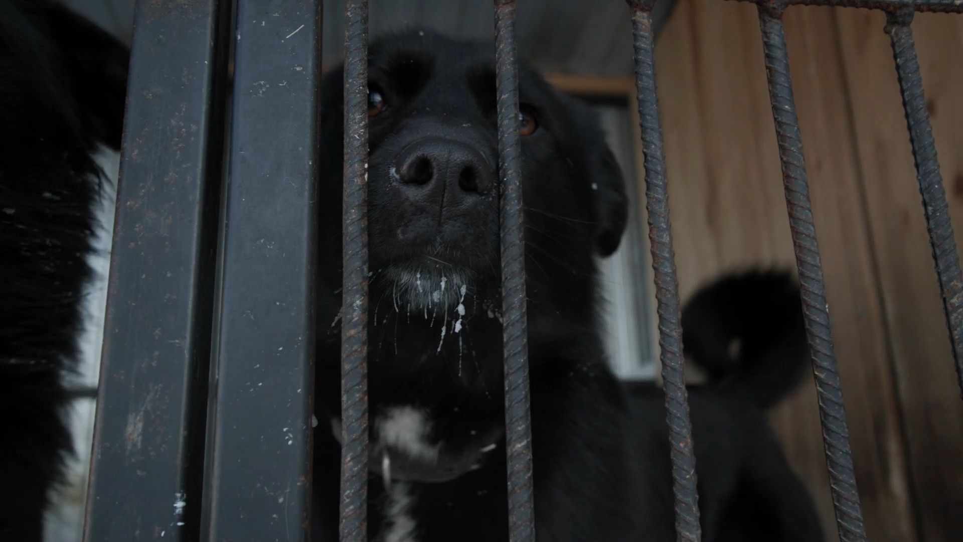 В Сургуте приюту для животных «Верный друг» требуется материальная помощь