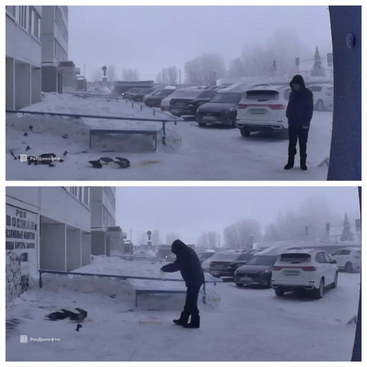 Орнитологов-любителей в Сургуте оштрафуют за кормление птиц во дворах