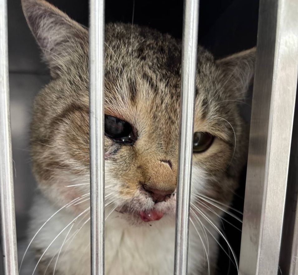 В Сургуте ищут живодеров, которые изуродовали кота и выбросили умирать на мороз