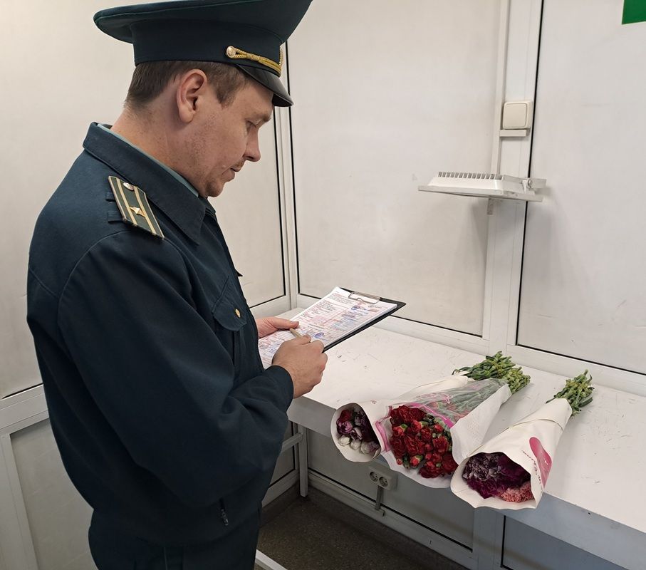 К майским праздникам на Урал ввезли 1,7 миллиона гвоздик